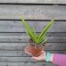 Aloe vera (Aloe vera) - kont. C1L, výška 15-25 cm